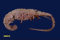 藏品(三角脊龍蝦)的圖片